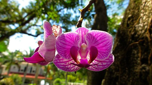 Ford és Edison Arborétuma